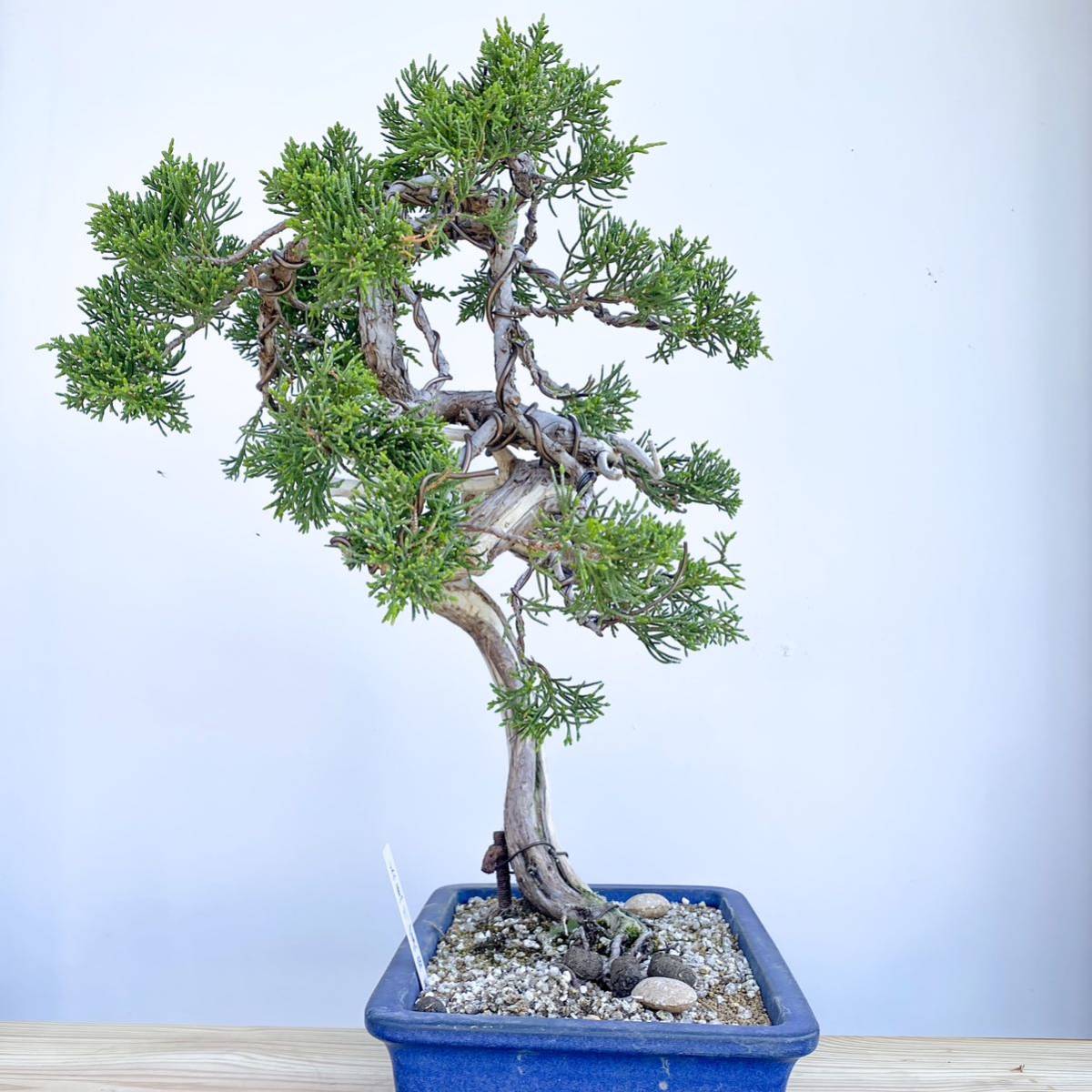 糸魚川 真柏 真柏盆栽 盆栽 