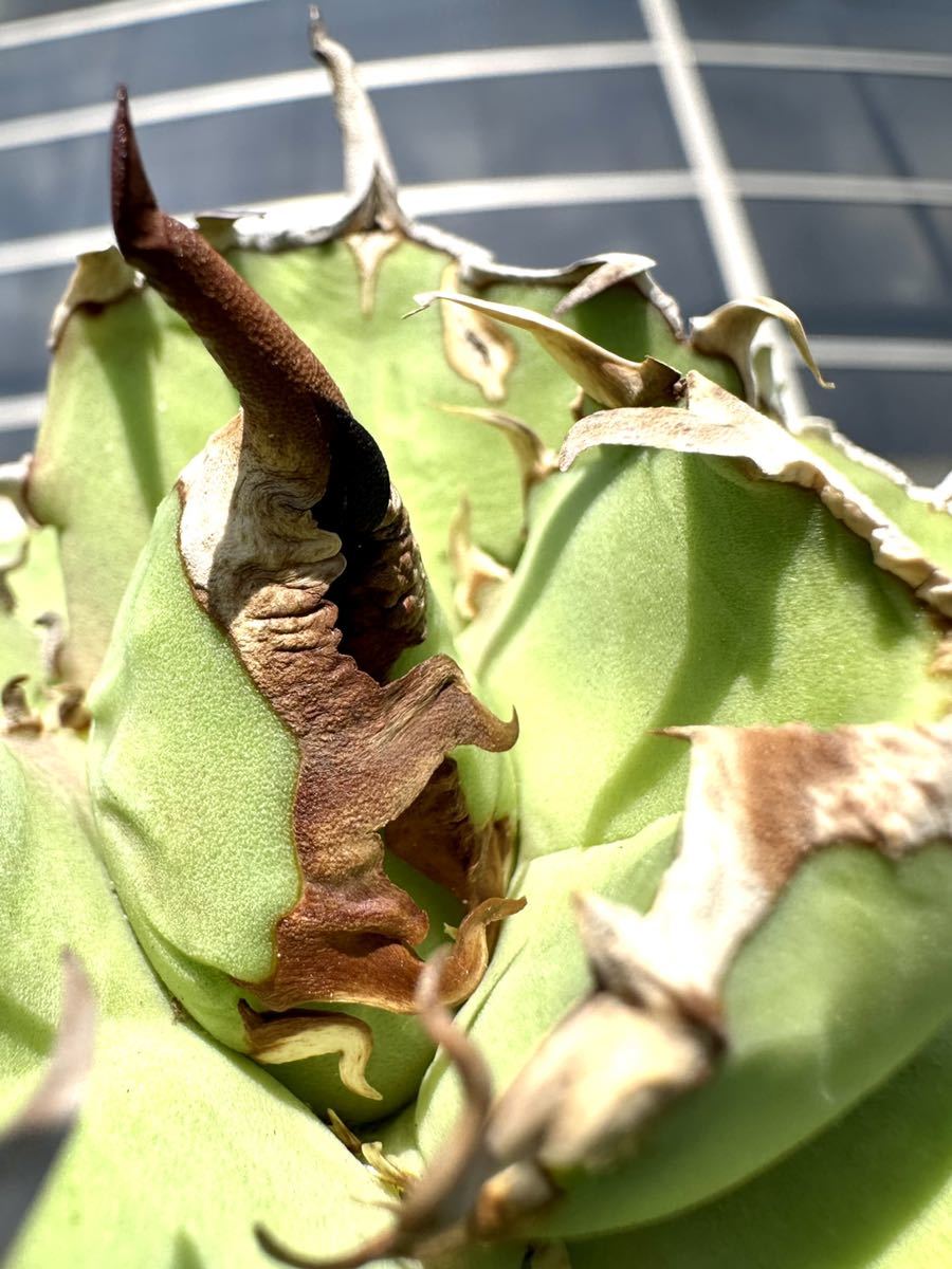 アガベ 多肉植物 チタノタ タグ落ち 極上ライトグリーン狂刺美株