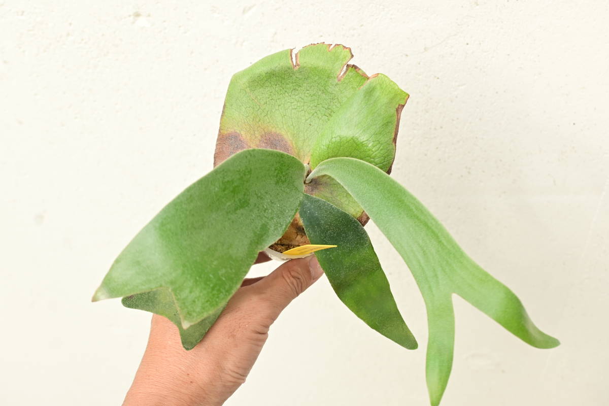 タイムセール　P.Foongsiqi⑦　@bikamori.com フーンシキ　ビカクシダ