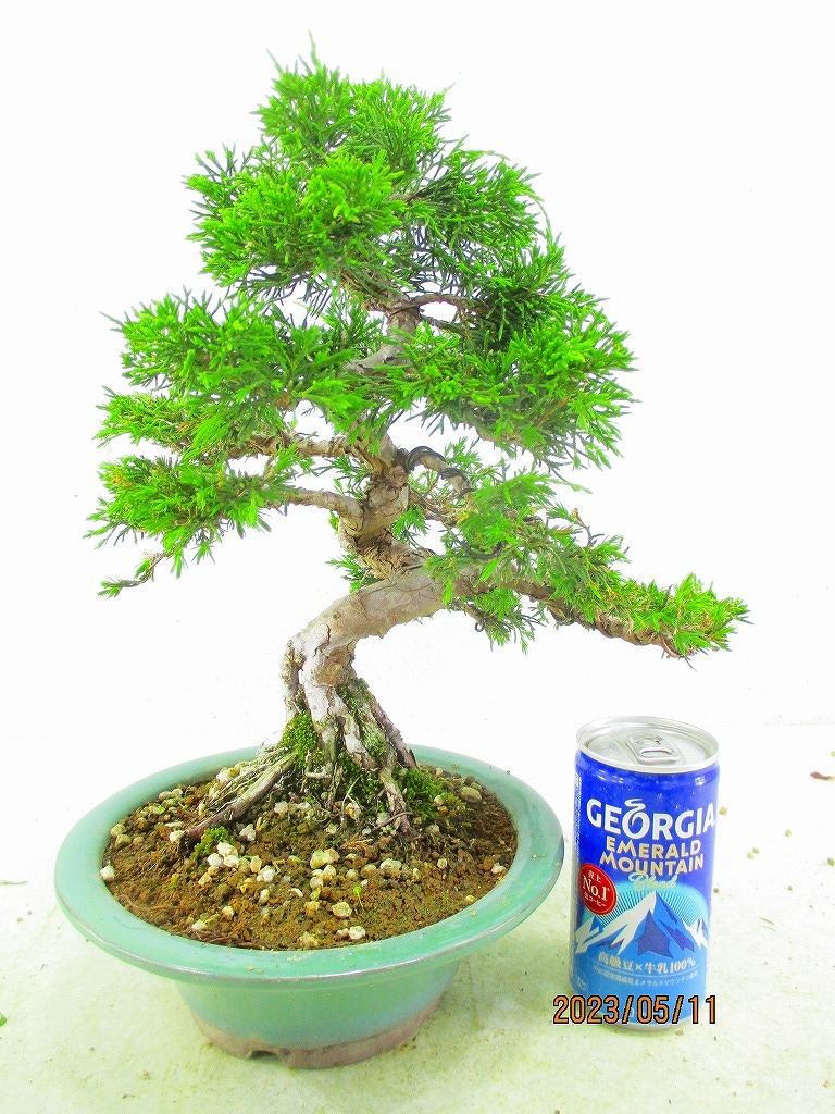 [讃岐屋緑兵衛] 真柏 杉葉多し (5364緑釉丸鉢)全高：36㎝※同梱包は「まとめて取引」手続厳守※送料明記