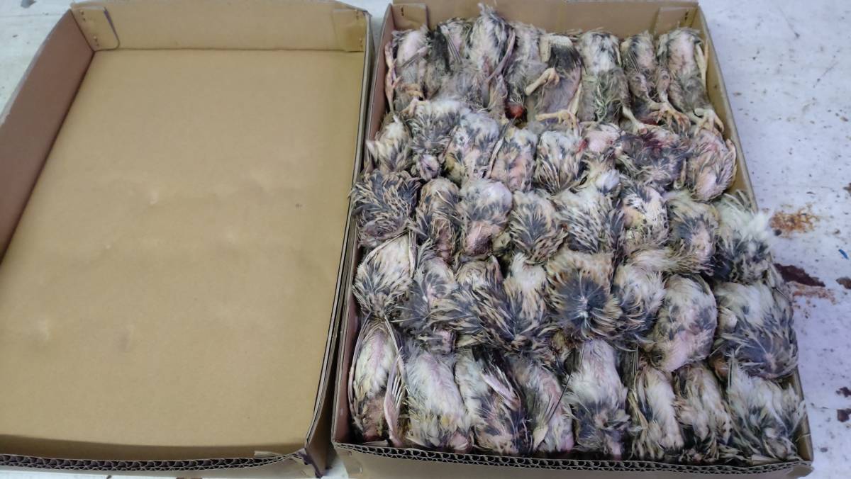 114.冷凍親ウズラ 未処理 1箱(40匹) 超感謝際セール！送料無料