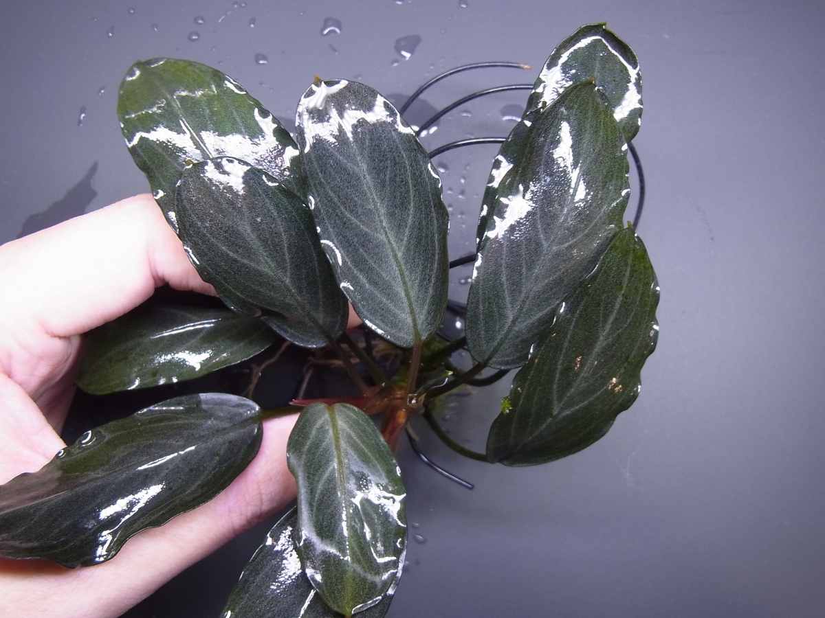 ◇ブセファランドラsp.パールグレイ【TB便】Bucephalandra sp.Pearl