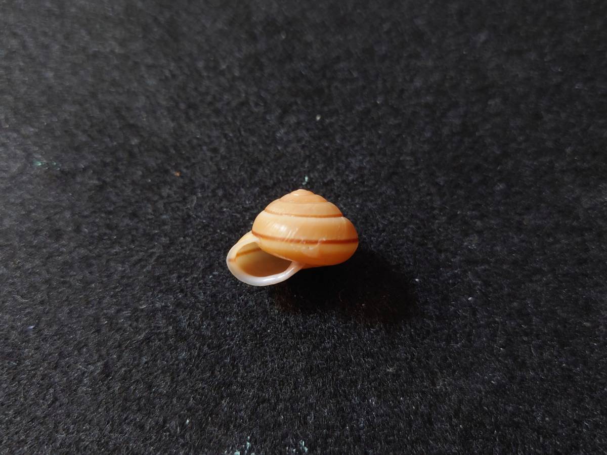 ☆1円スタート☆JP-1021 貝標本台湾産カタツムリ標本Satsuma rubrolaeva