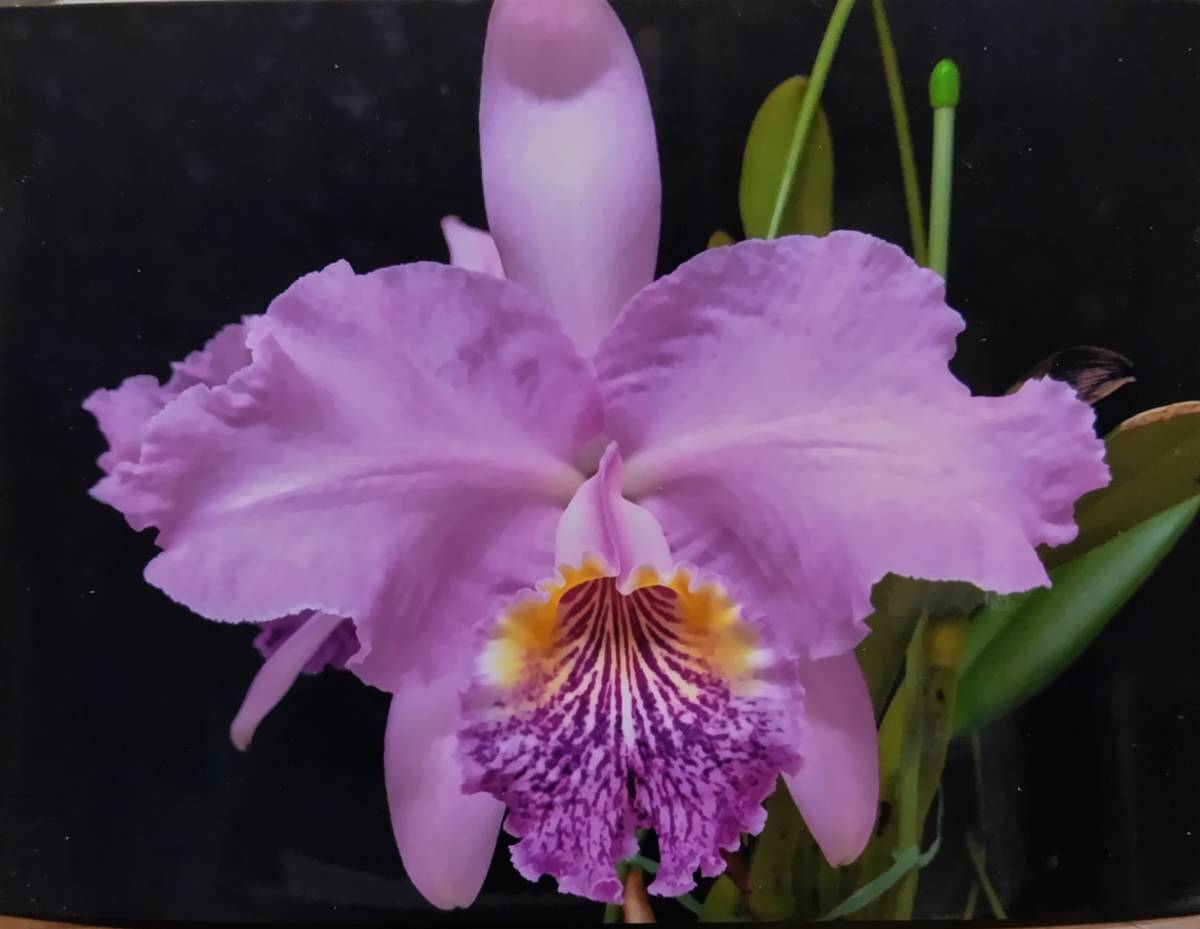 洋蘭 原種 カトレア C.lueddemanniana 'Arthur Chadwick'