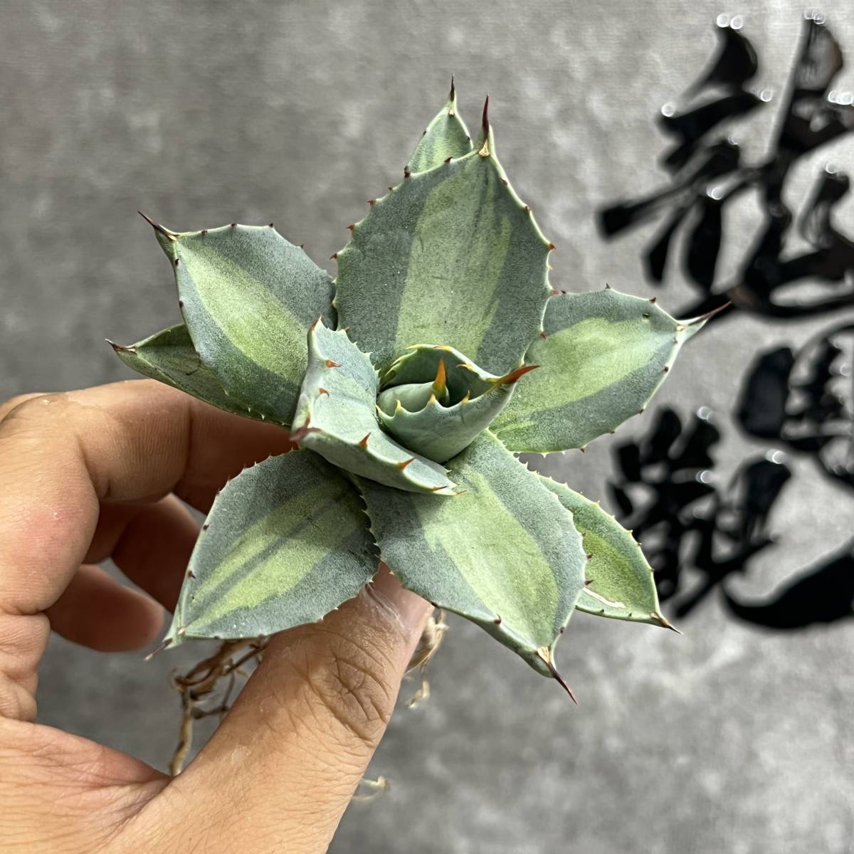 観葉植物 【選抜株】アガべ 吉祥天錦 パリー錦