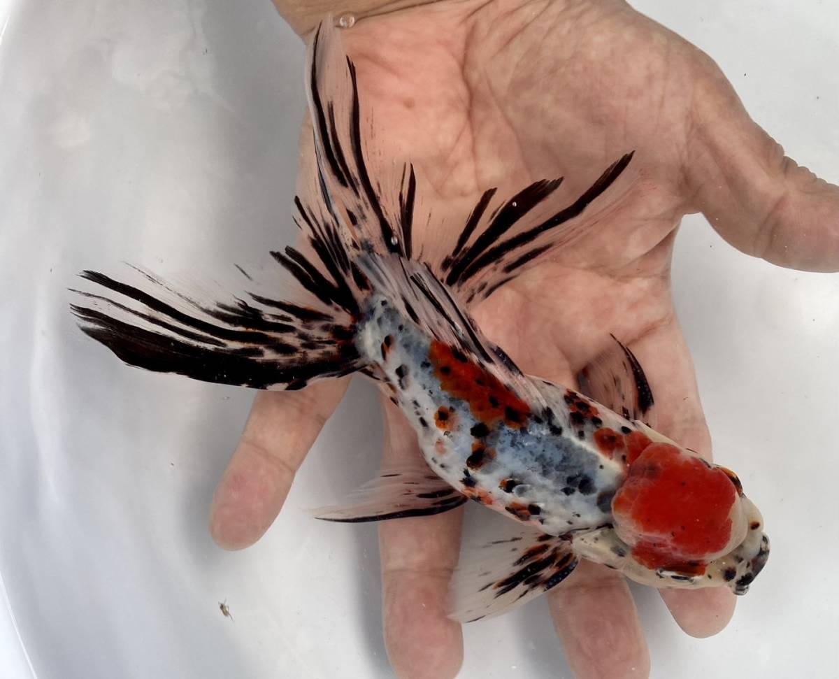 10■東錦◆参歳 16cm雄◆同日落札2以上の方餌プレゼント◆北海道/九州 /青森/秋田/沖縄/離島発送不可