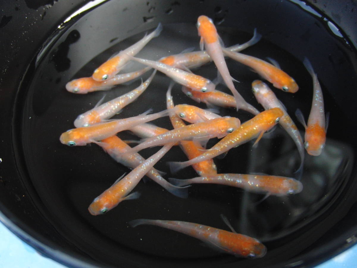 「のぶ爺メダカ」王華　MＬサイズ　２０匹　№２