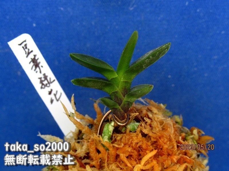 名護蘭　総散り斑芸『神秘』8枚葉 富貴蘭　長生蘭　セッコク　ナギ蘭　山野草　春蘭 富貴蘭；秀翠（豆葉緑花）』 山野草 東洋蘭 富貴蘭 長生蘭 セッコク