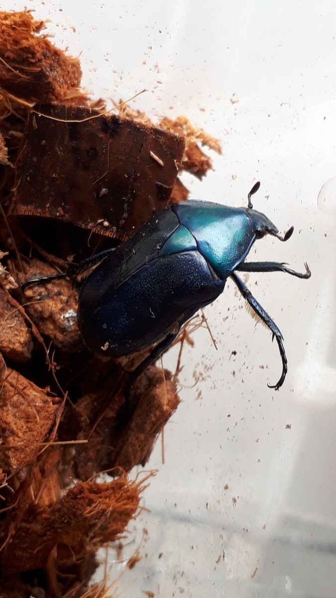 青系カナブン(ナミカナブン)のペア