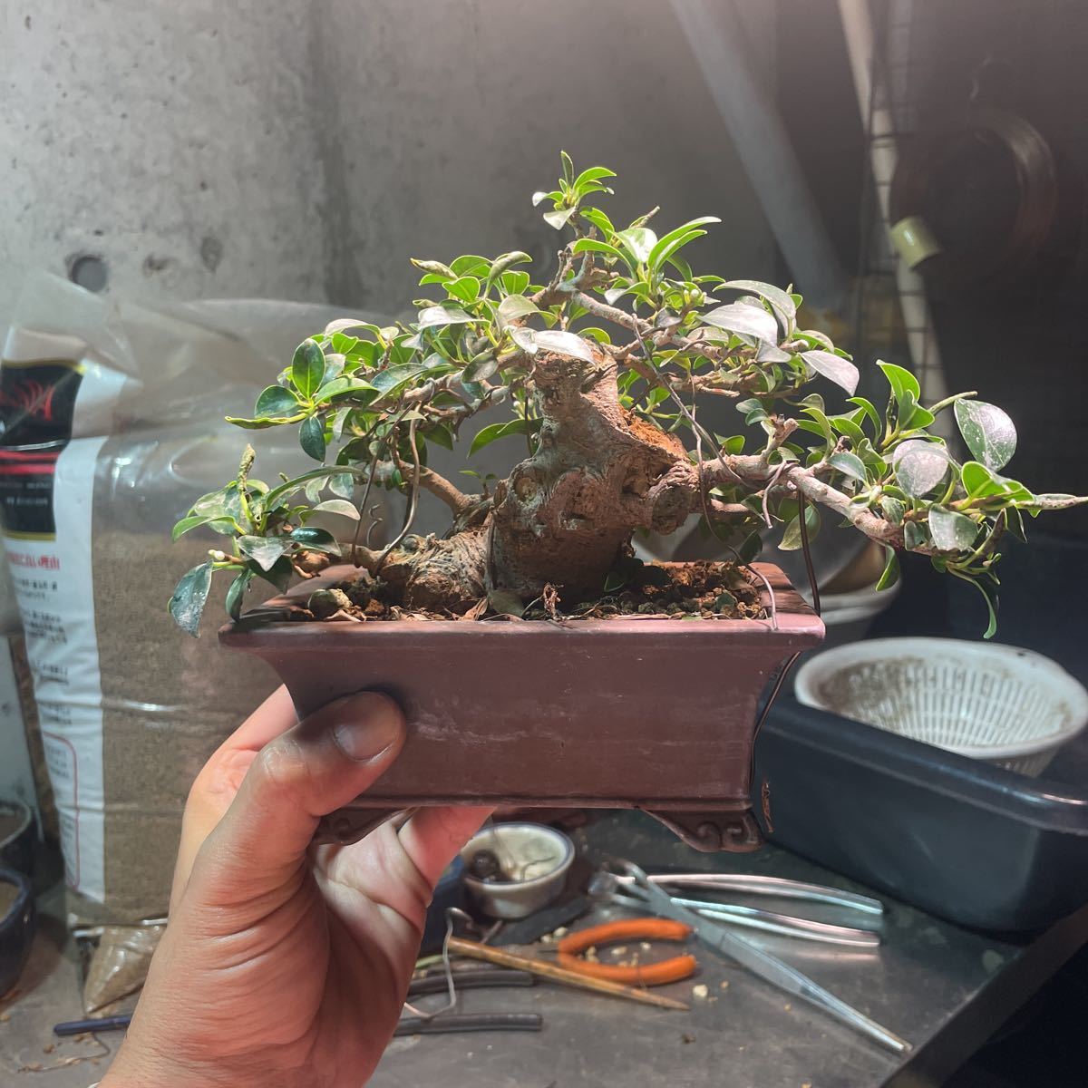 ガジュマル盆栽