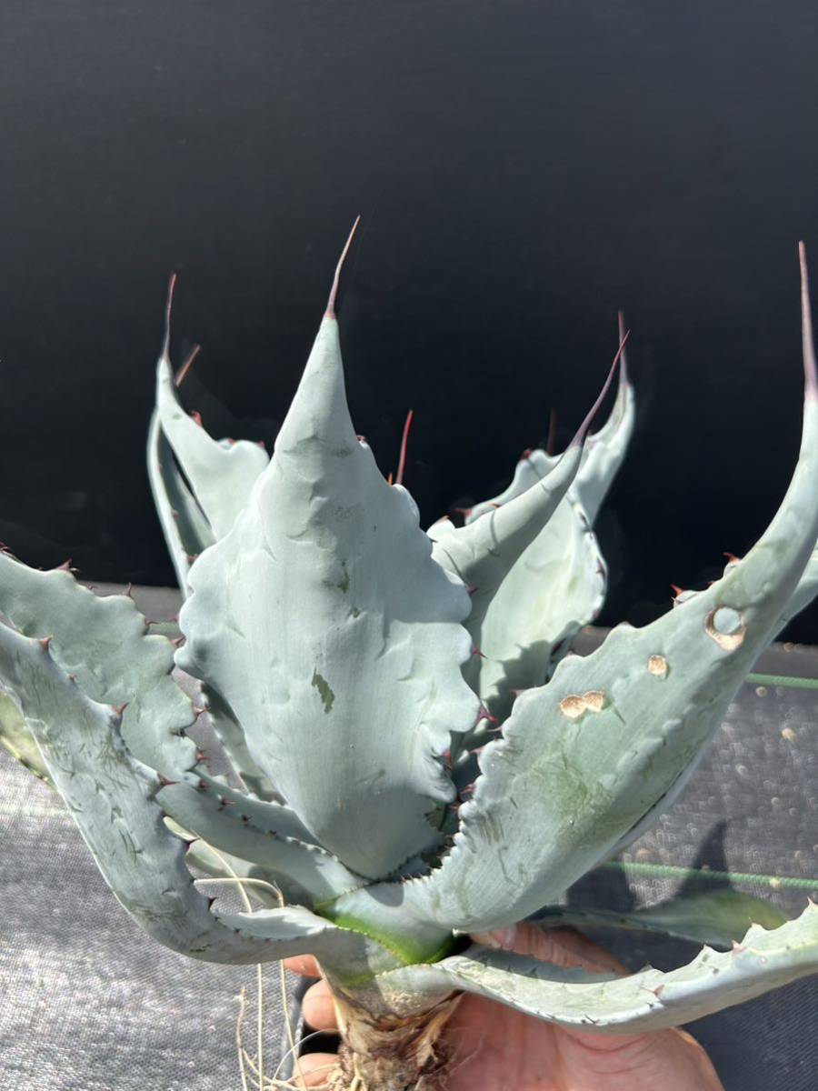 アガベ コロラータ ハイブリッド Agave colorata 'Hybrid' 大株 美株