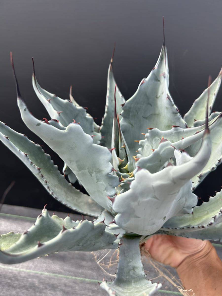 アガベ コロラータ ハイブリッド Agave colorata 'Hybrid' 大株 美株