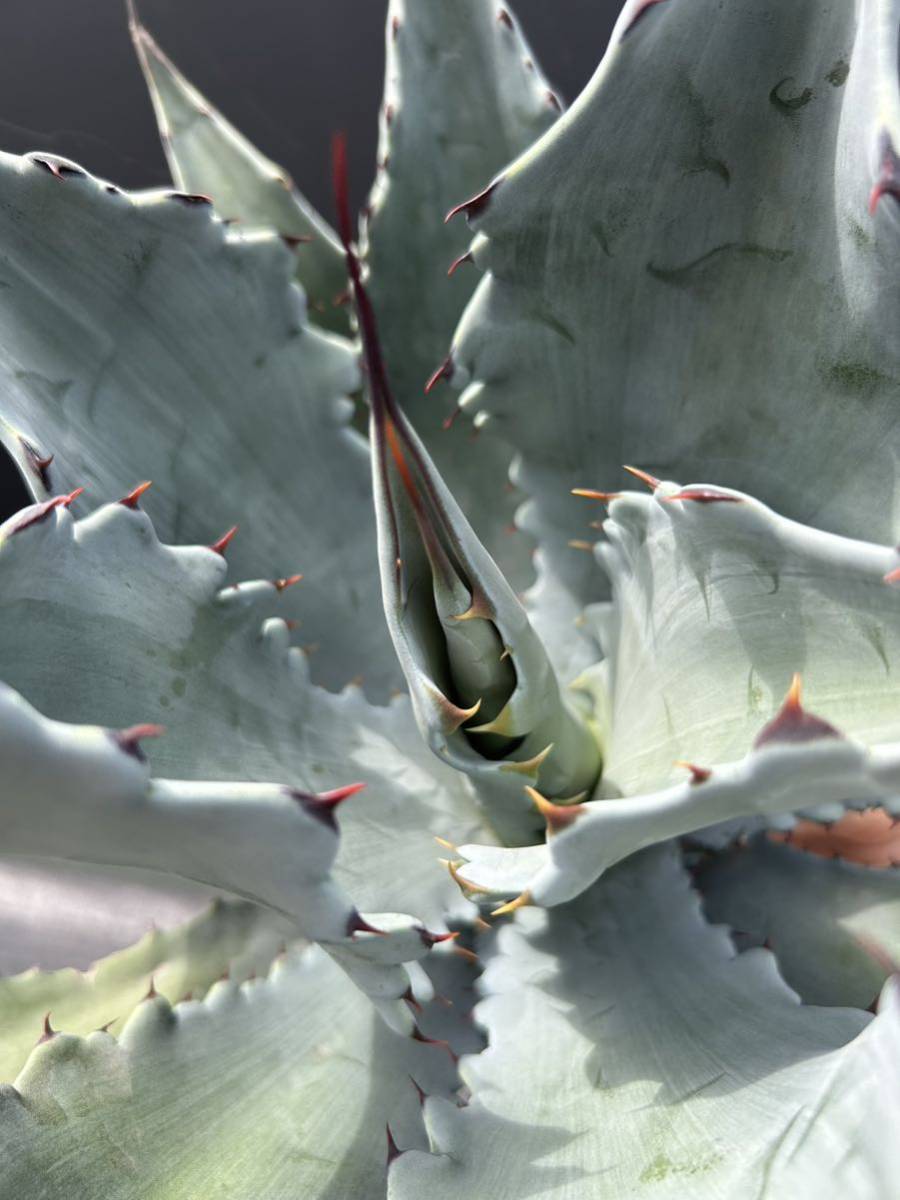 アガベ コロラータ ハイブリッド Agave colorata 'Hybrid' 大株 美株