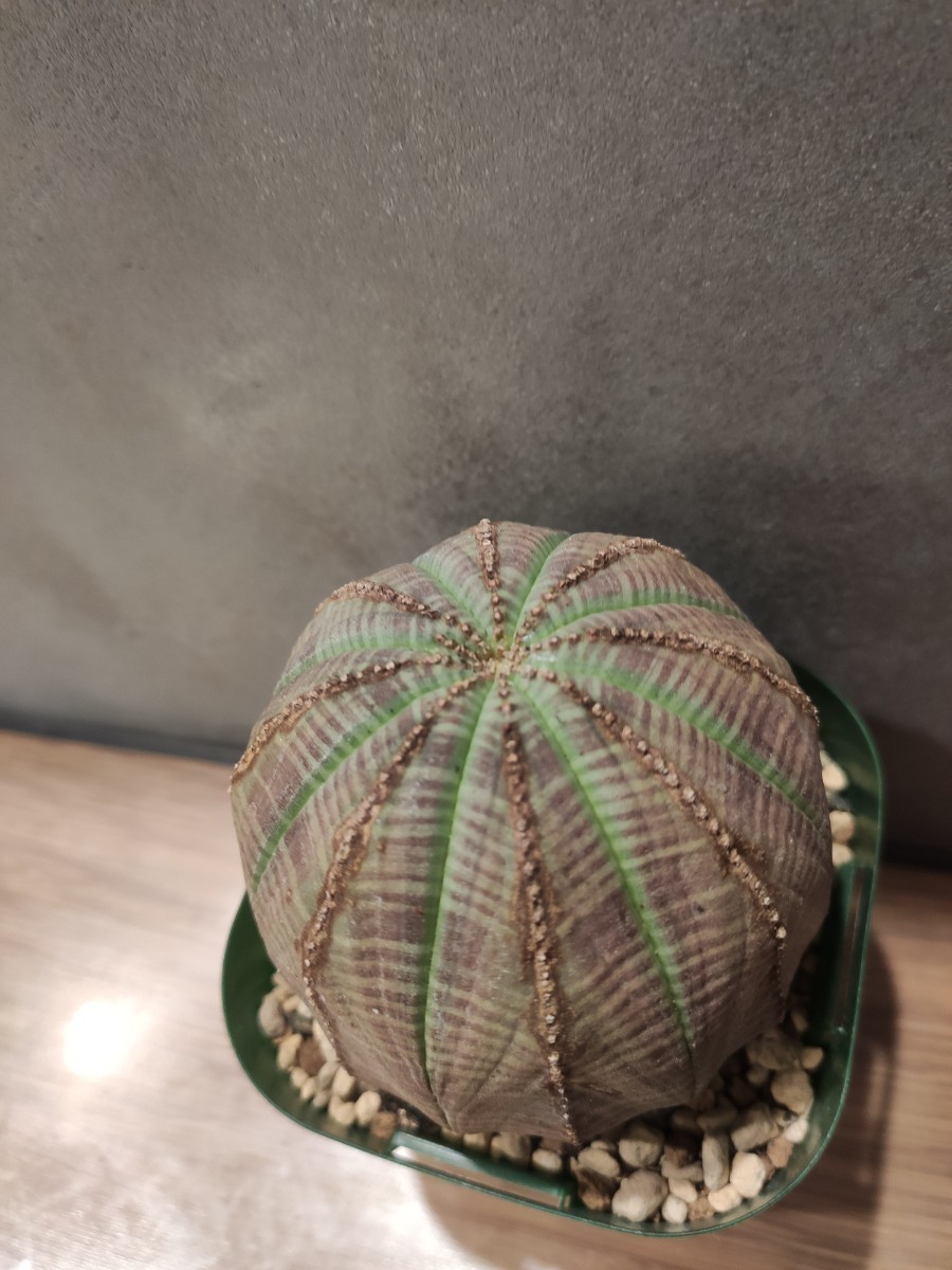 ユーフォルビア オベサ　まんまる　美株　木質化　雄株（検索用　パキポディウム　アガベ　塊根植物）