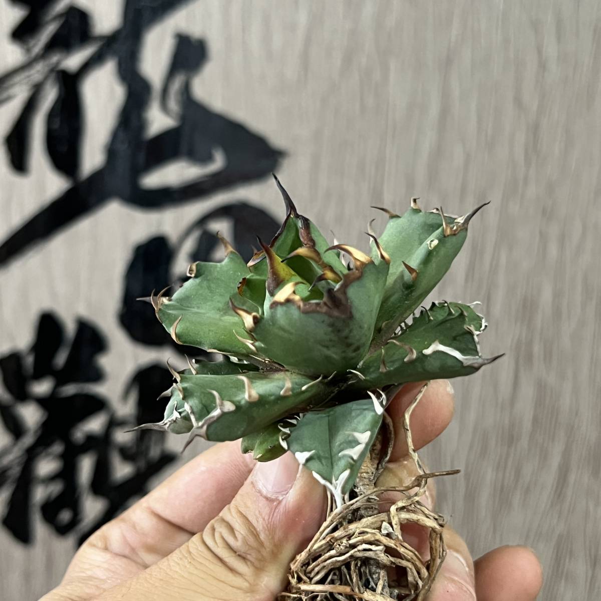 東福寺 小品 盆栽鉢 (1)と(2)の2個セット (A3・A4) 豆鉢 東福寺