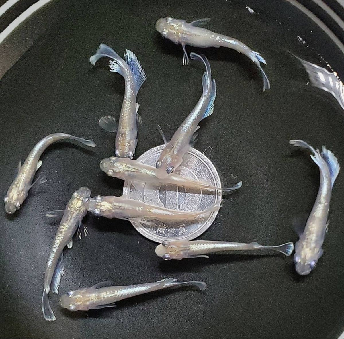 【月見めだか】♪このサイズ最終♪ルアンモルフォキッシングワイドフィン（ゴールデンtype）若魚　5ペア