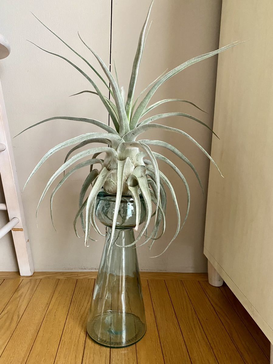 ルシールTillandsia Lucille (T. ehlersiana x T.streptophylla
