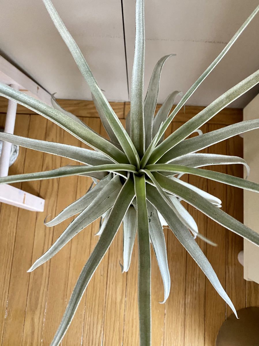ルシールTillandsia Lucille (T. ehlersiana x T.streptophylla