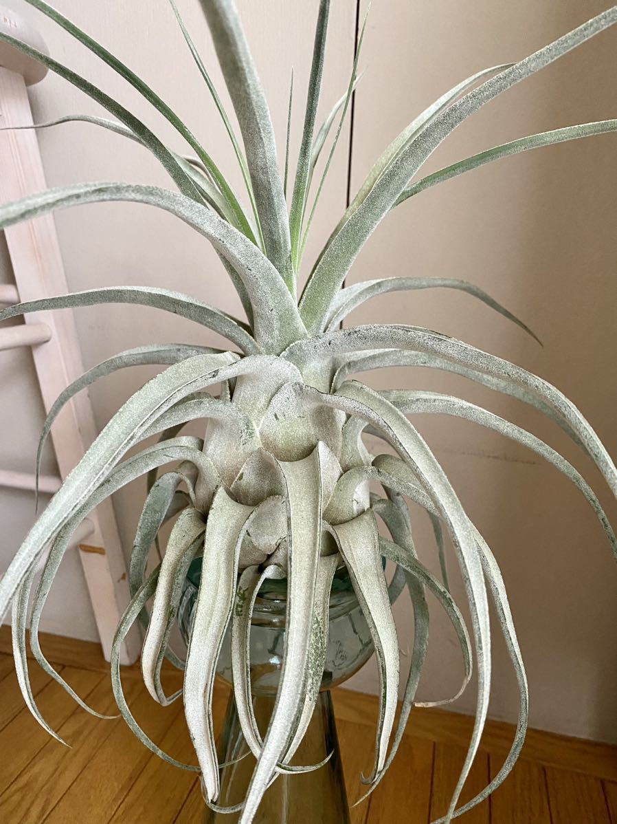 ルシールTillandsia Lucille (T. ehlersiana x T.streptophylla
