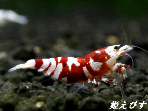 姫えびす　SARASAタイガー　抱卵ペア＝２匹（艶々のハイグレード個体！！）