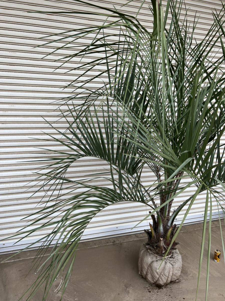 ココスヤシ シルバーリーフ 形状良 サイズ大 ヤシの木 ヤシ 庭木 植木