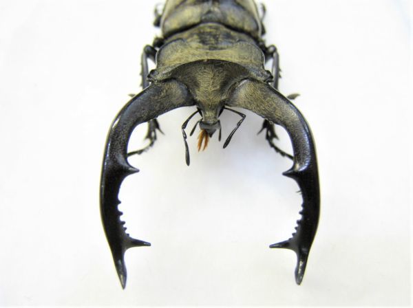 標本】大型 チベットミヤマクワガタ（原名亜種：四川省南部Liangshan