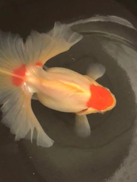☆優良系統☆【3歳魚 白勝ち更紗オス1匹】土佐錦 土佐金 早いもの 