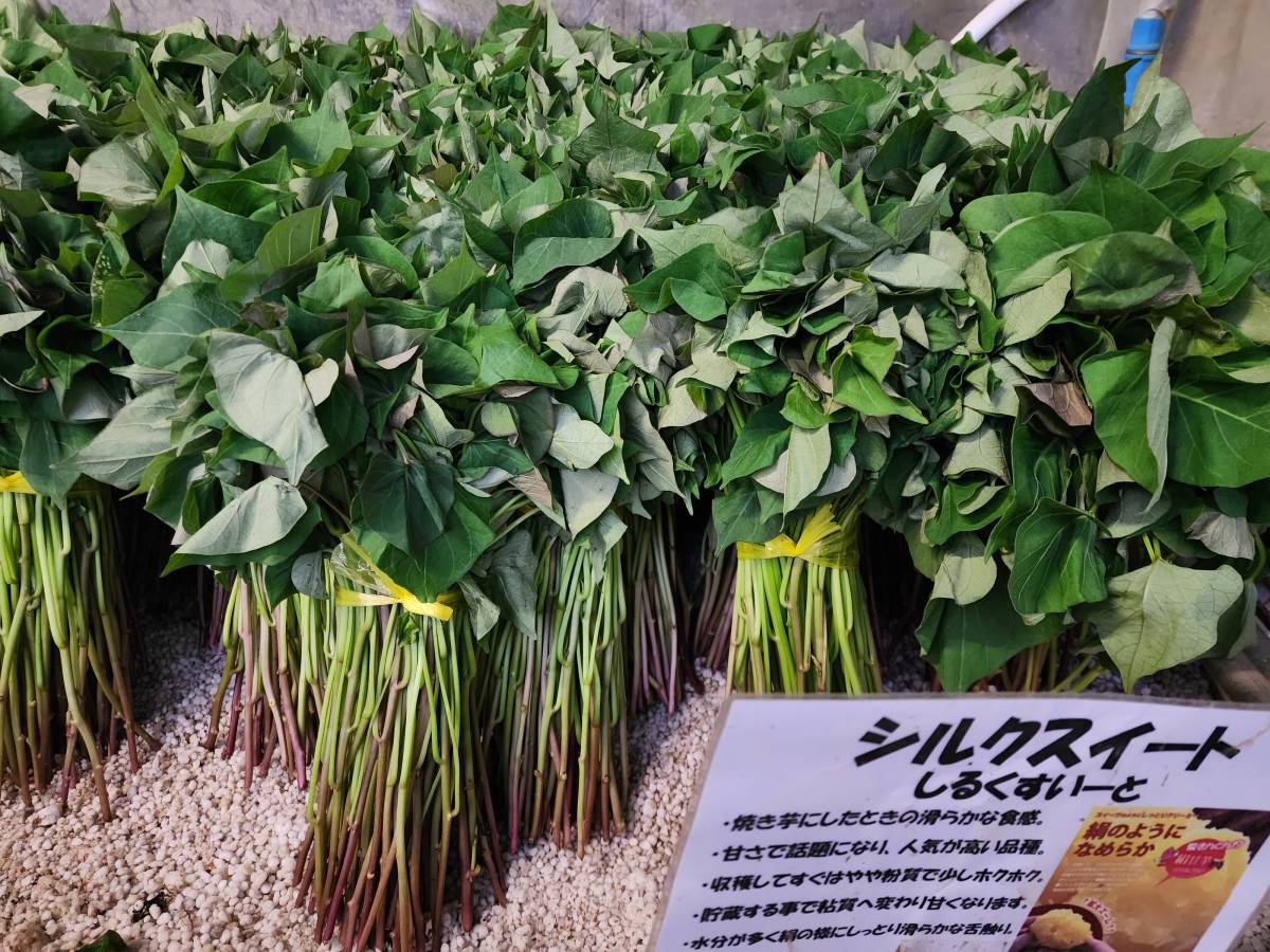 シルクスイート芋苗1000本セール 新芋】スッキリした甘さと滑らかな