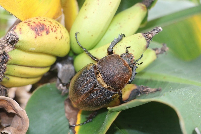 Amazonico★★★★ヘラクレス・ヘラクレス　♀７３，７２，７１ｍｍ★★★★即ブリ含　♀３頭セット