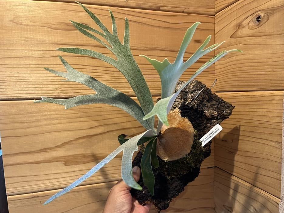 P. willinckii 'RU27' ウィリンキー ビカクシダ コウモリラン