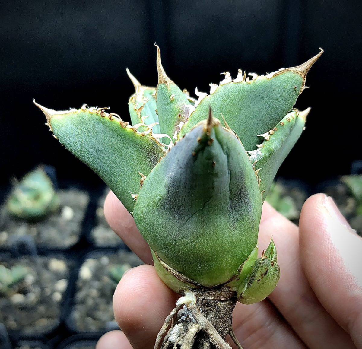 ブツブツ スタッズ 表棘裏棘 子株付き アガベ チタノタ(アガベ)｜売買  