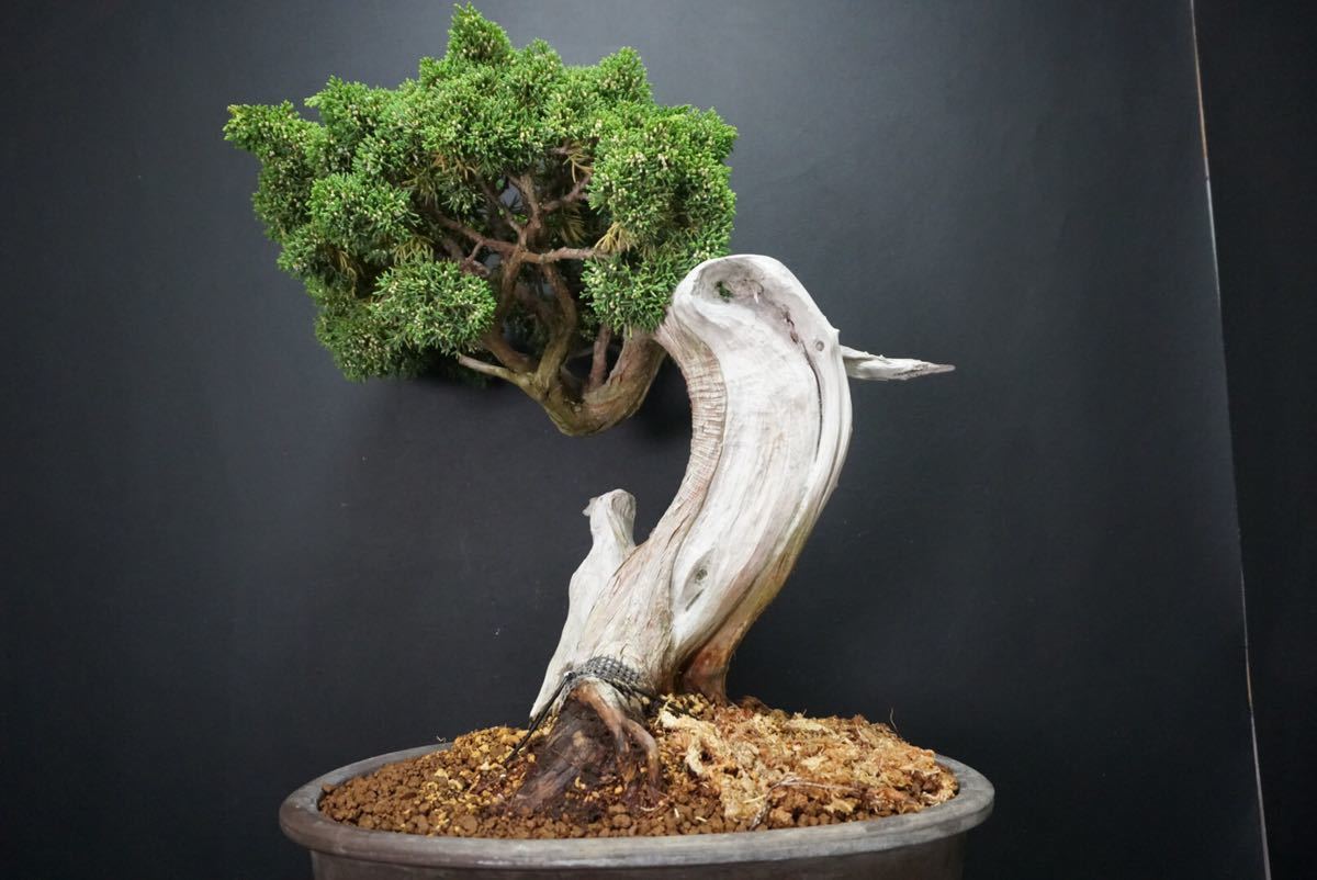 盆栽　真柏　樹高48cm 盆栽]真柏/樹高48cm 【公式通販】