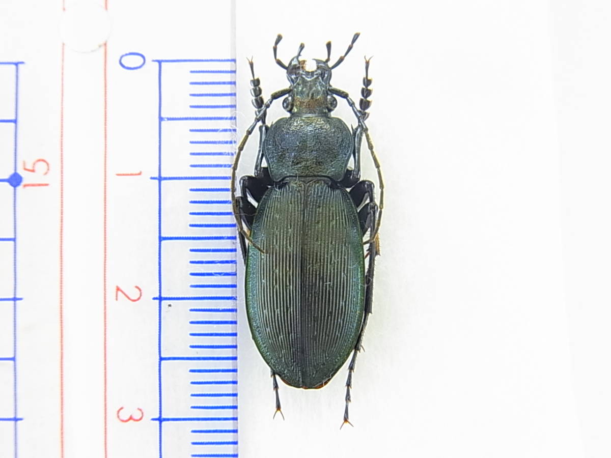 静岡県湖西市産ミカワオサムシ原亜種♂（標本）　越冬個体　色変わり：黒化で上翅側縁部がグリーンライン