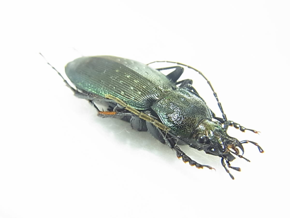 静岡県湖西市産ミカワオサムシ原亜種♂（標本）　越冬個体　色変わり：黒化で上翅側縁部がグリーンライン