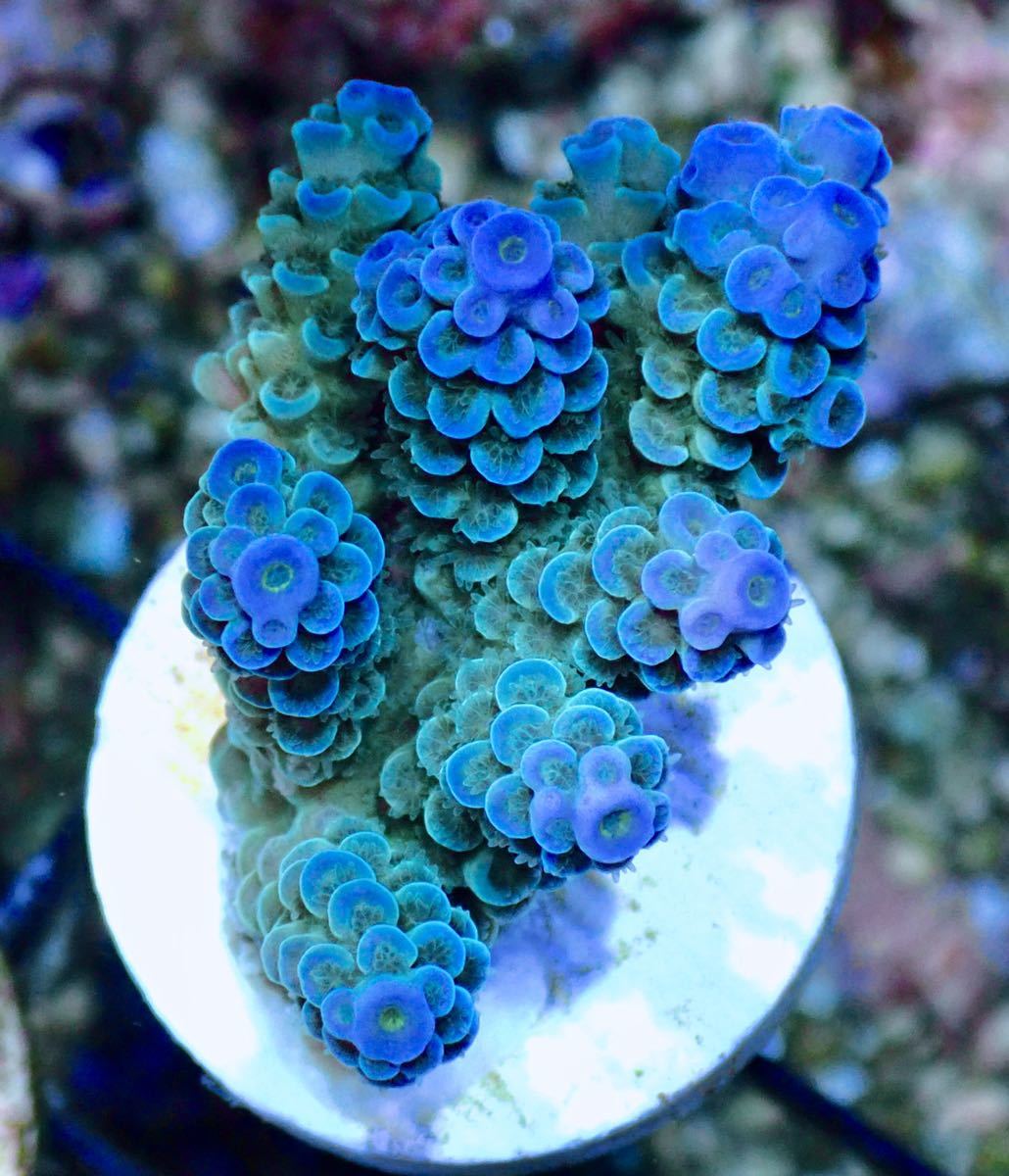 超激レア　ネームド個体【CDU master grade acropora Doll's Delight】色揚げ個体 ドールズデライト　オーストラリア産　ウスエダサンゴ