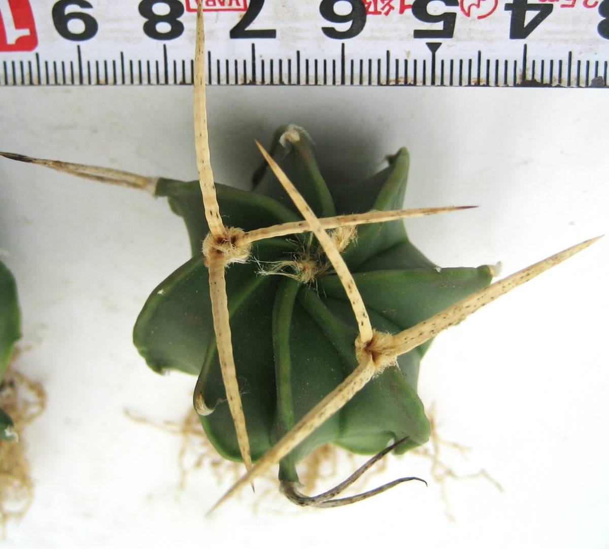 アストロフィツム 水牛刺大鳳玉×黄刺大鳳玉 実生 4本 抜苗発送 取置