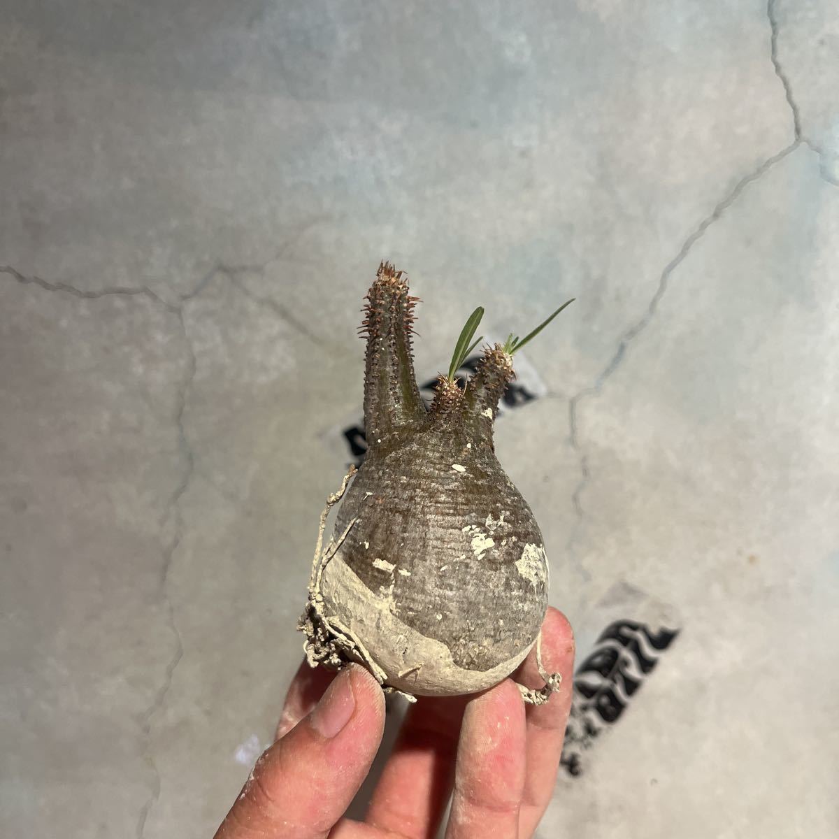 パキポディウムグラキリス 塊根植物 コーデックス 新入荷　#12