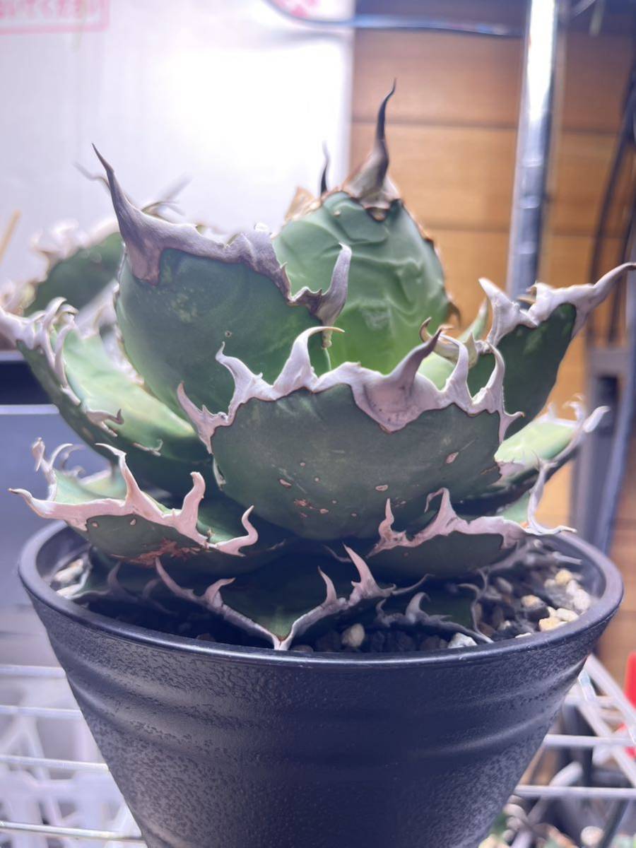 アガベ シーザー(子株) 子株Bアガベ シーザーagave アガベ アガベ シーザー(子株) 子株Bアガベ シーザーagave アガベ