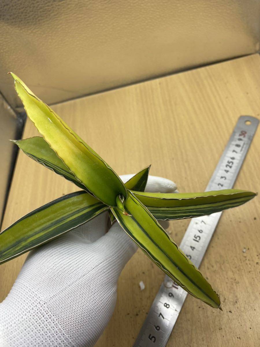 希少種 サンスベリア ダークグリーンクローン 斑入り SANSEVIERIA DARK