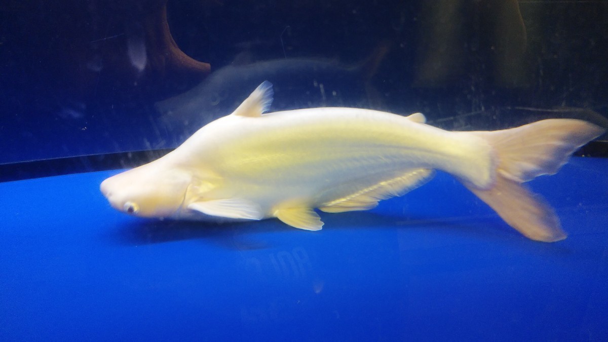 アルビノカイヤン | 淡水魚特価 ワールドフィッシュ ネオス : (約3 