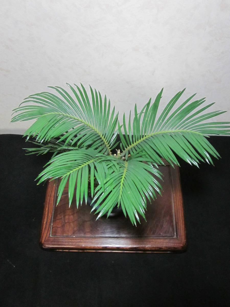 超希少 珍品 姫蘇鉄 姫ソテツ 島蘇鉄 持込の貴風盆栽 樹高 超希少 珍品 姫蘇鉄 姫ソテツ 島蘇鉄 持込の貴風盆栽 樹高