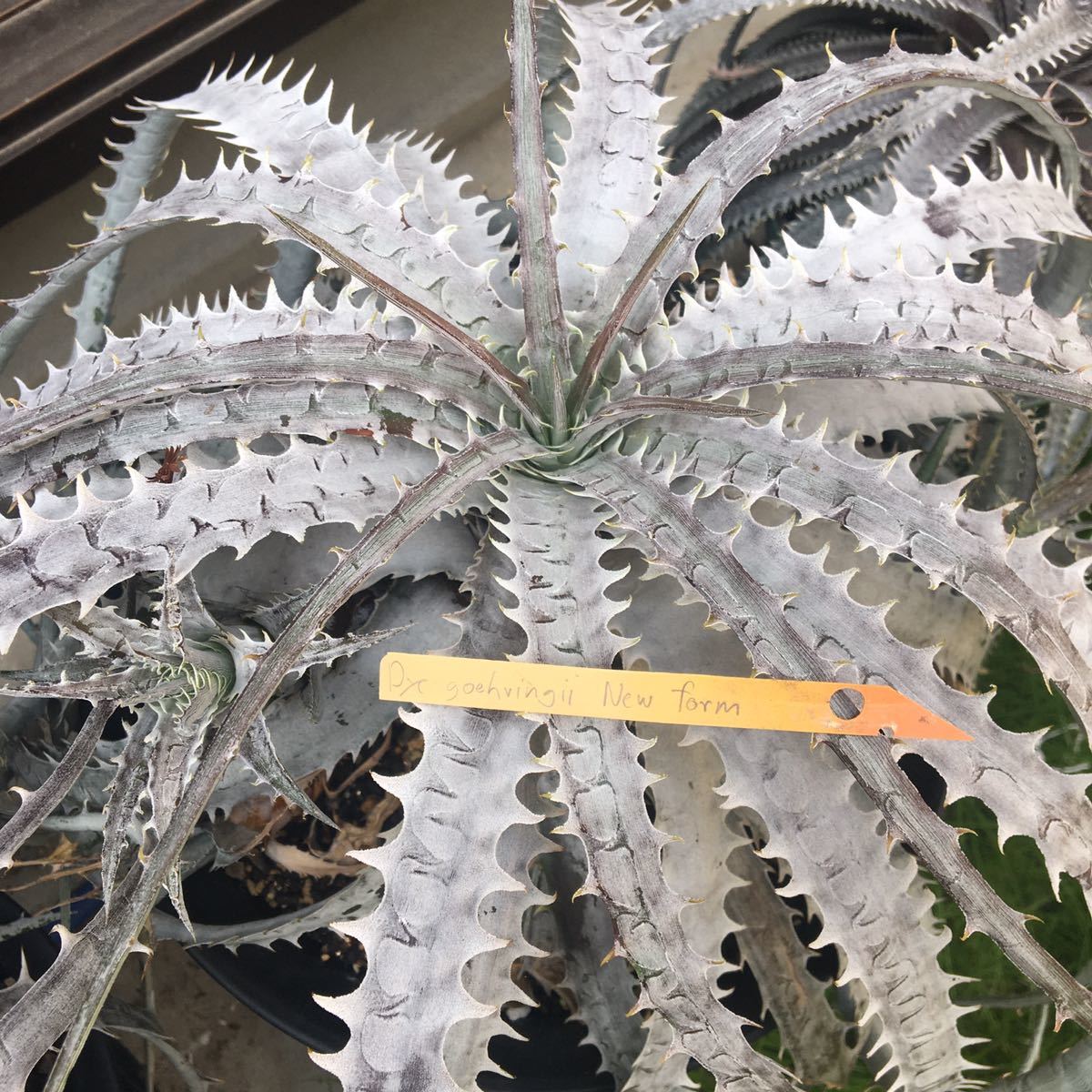 Dyckia goehringii var. Lemei (new form) ディッキア ゴエリンギー 