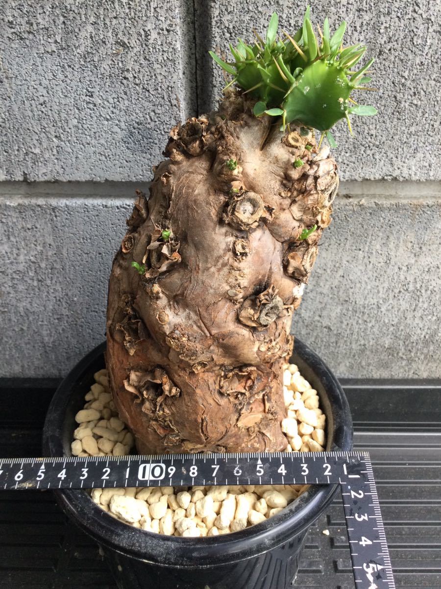 コレクション株 大きめの チレコドン レティキュラータス 発根済み ほうん