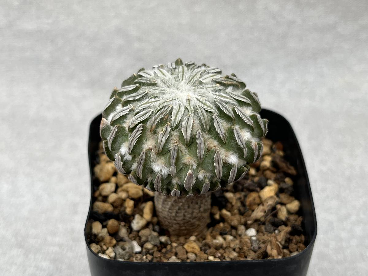 サボテン 多肉植物 綴化 36.精巧丸綴化 サボテン多肉植物 特選