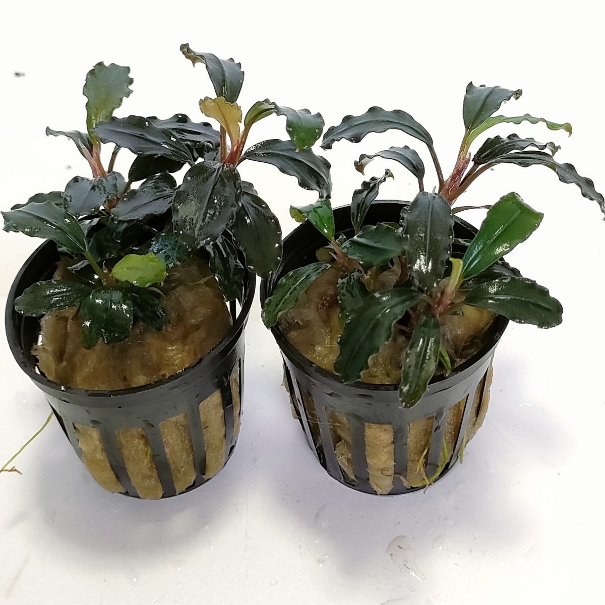 Bucephalandra Plants: 【TB便】Bucephalandra sp. Pearl gray