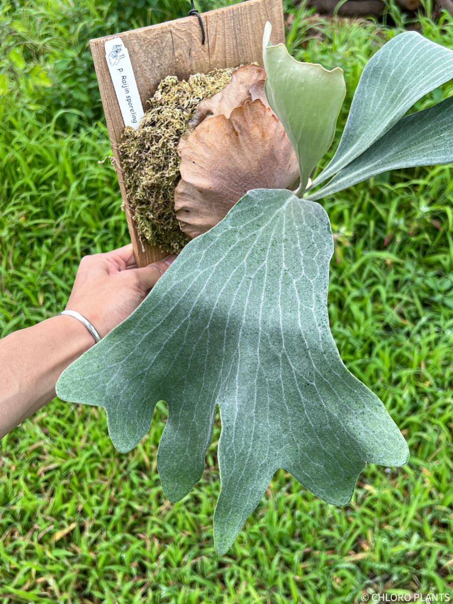 ビカクシダ Raijin Sporelings 特選 @CHLORO PLANTS