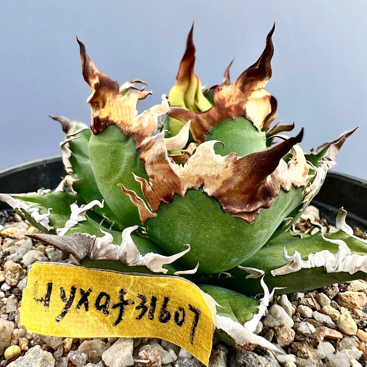 L14 激レア高級品種 アガベ チタノタ シーザー super caesar 極上強棘 狂刺 極上子株1株 