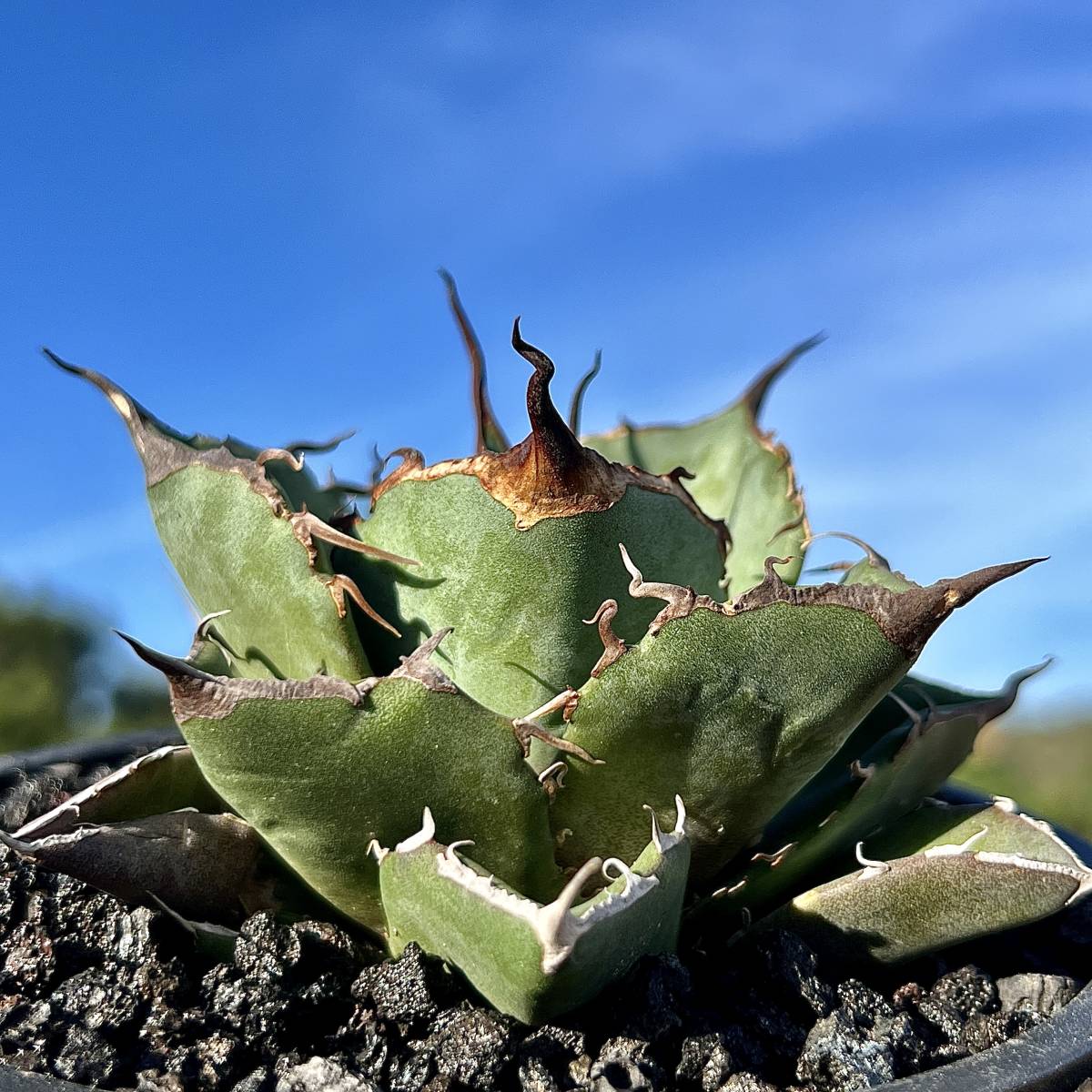 アガベ 黒豹 チタノタ アガベ・チタノタ 多肉植物 3号鉢植え* Agave 3 