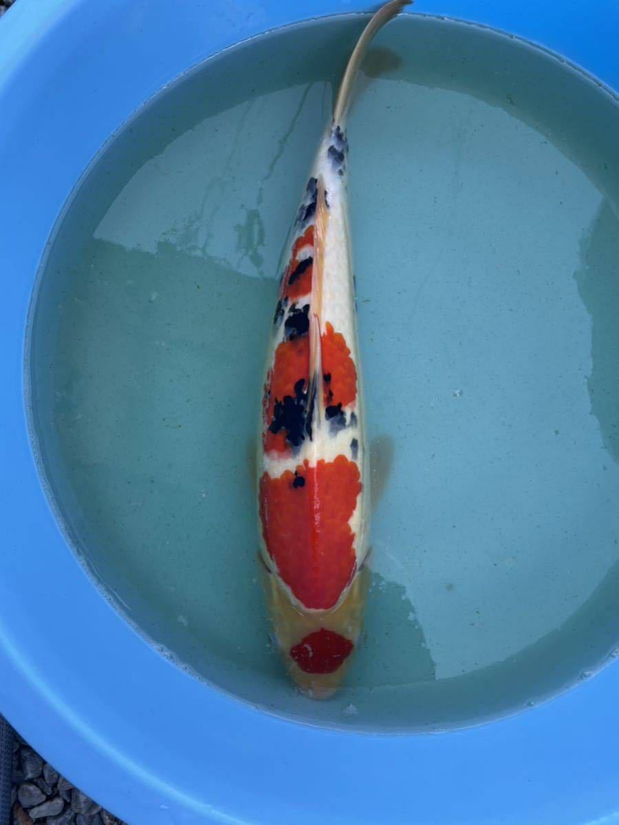 月曜日お昼終了　同梱可　錦鯉　明け3歳　極上！　大正三色　44㎝　不明　(白子でずザラ付きなし)