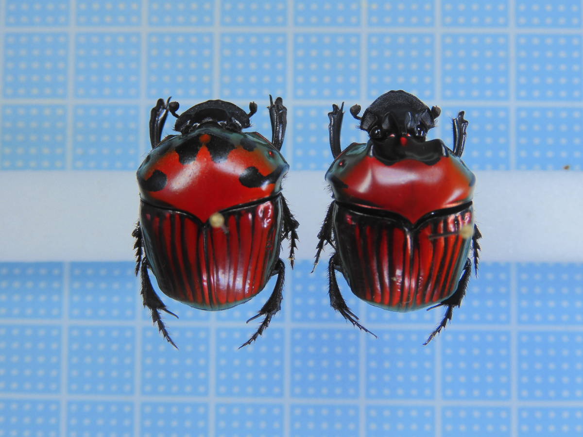 ニジダイコクコガネの仲間 昆虫標本 Diggers & Rollers